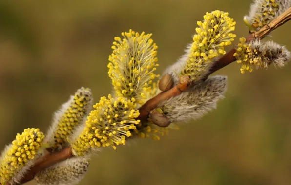 Base, spring, twig