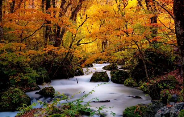 Картинка осень, лес, деревья, ручей, камни, Япония, Japan, речка