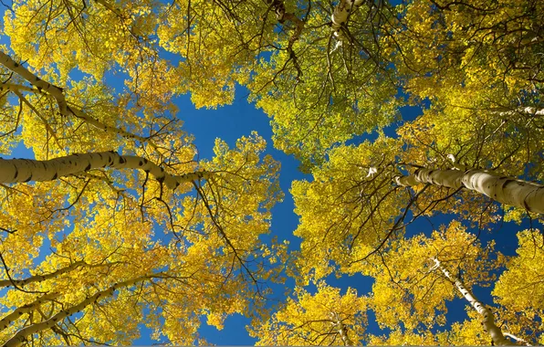 Картинка осень, небо, листья, деревья