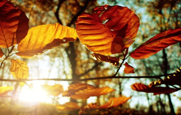 Осень, листья, фото, дерево, осенние обои, макро картинки