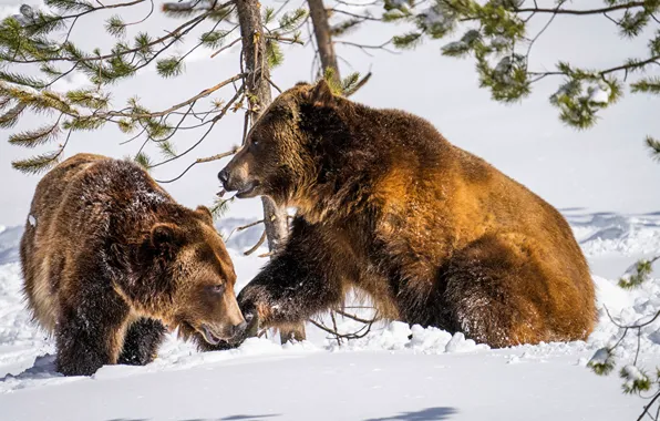 Animals, snow, wildlife, Two, Brown_Bears