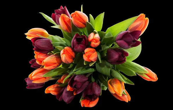 Картинка цветы, букет, фиолетовые, тюльпаны, черный фон, оранжевые