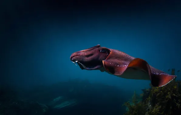 Море, океан, каракатица