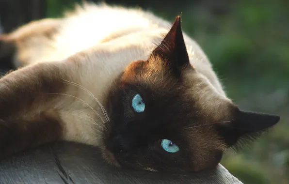 Кошка, кот, морда, скамейка, доски, портрет, лежит, голубые глаза