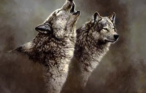 Картинка nature, predator, animal, wolf, wildlife, portrait, portrait., Canis lupus. face