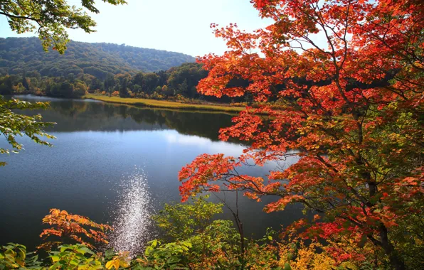 Картинка осень, лес, небо, листья, деревья, горы, озеро