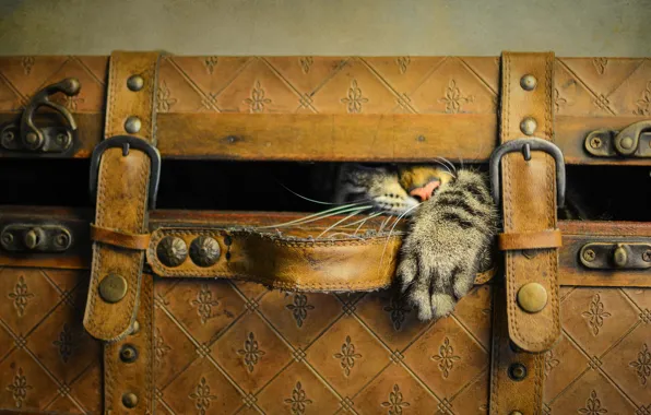 Кошка, кот, стиль, ретро, игра, лапа, обработка, нос