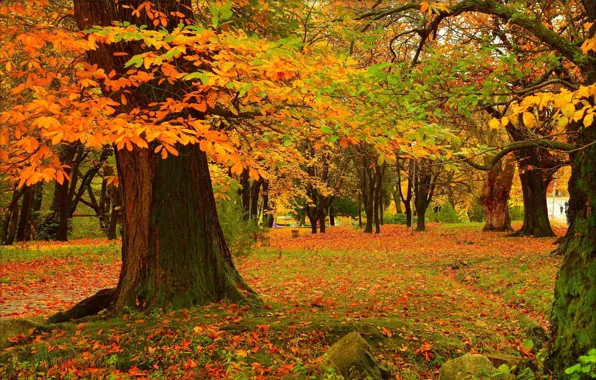 Картинка Park, Fall, Colors, Парк, Autumn, Деревья, Leaves, Листопад