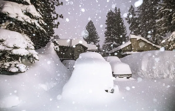 Зима, Снег, Сиэтл, Winter, Snow, Seattle, Зимний Лес, Winter Forest