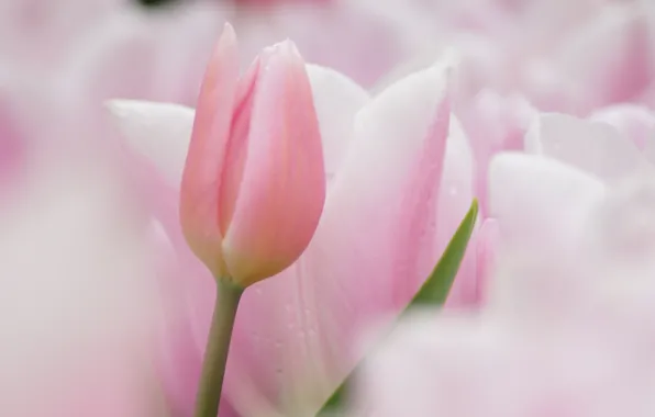 Фото и картинки тюльпанов