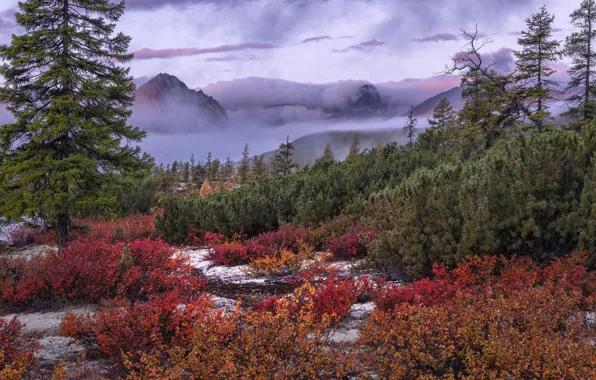 Картинка осень, деревья, пейзаж, горы, природа, туман, растительность, кустарники