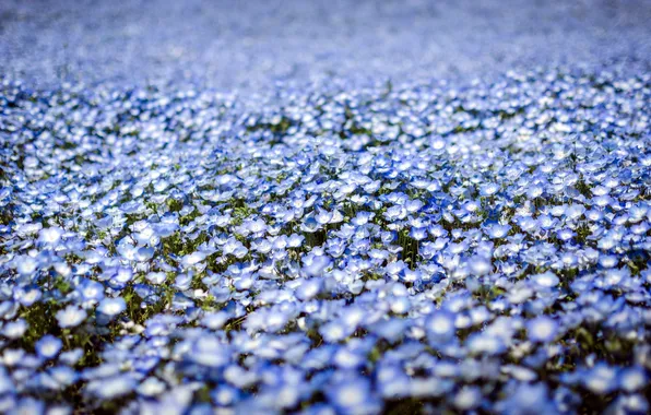 Цветы, природа, весна