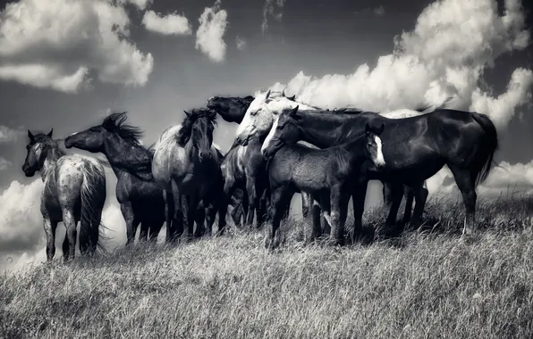 Картинка свобода, природа, кони