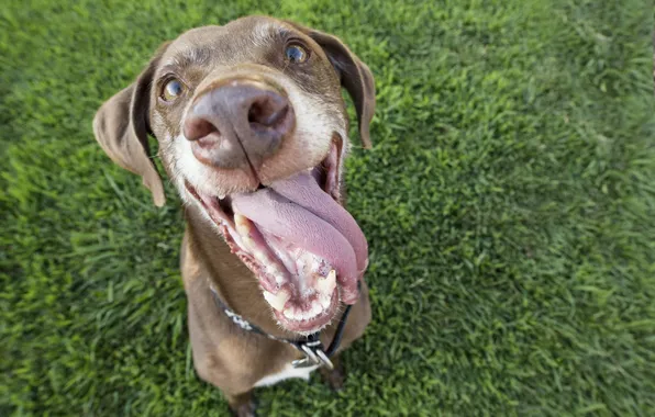 Картинка green, grass, happy, eyes, dog, face, looking, grin