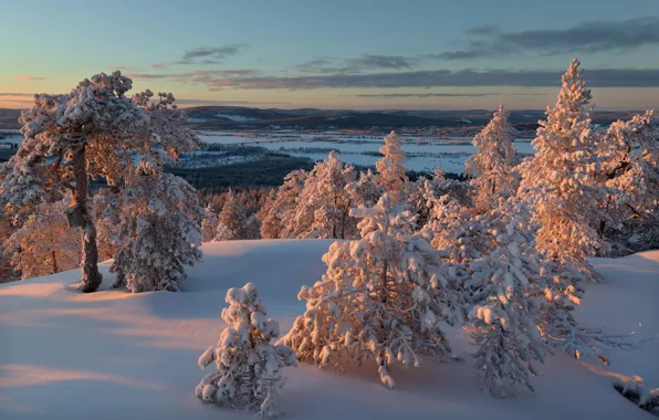 Зима, лес, Финляндия, Finland, Lapland, Ylitornio