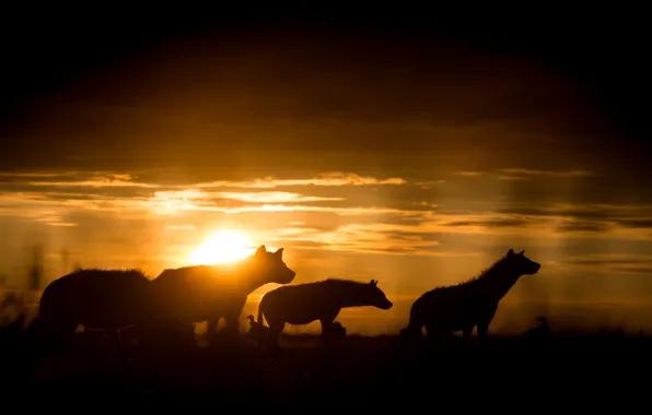 Zambia, Hyenas at sunrise, Liuwa Plain