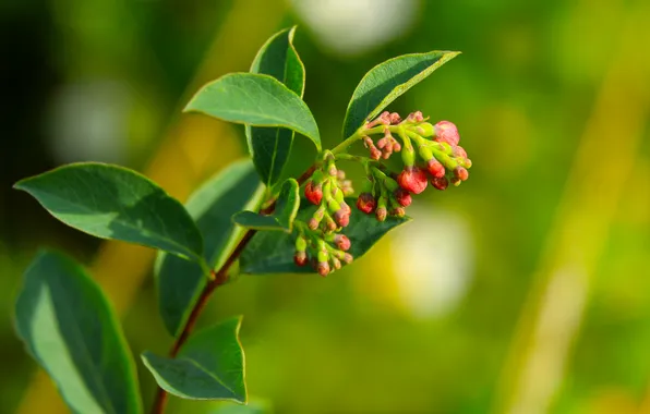 Flower, leaf, twig