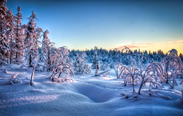 Картинка зима, иней, снег, деревья, закат, следы, вечер
