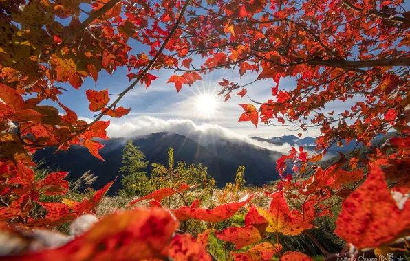 Картинка осень, листья, горы, ветки, Тайвань, Taiwan, Тайчжун, Taichung