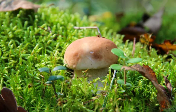 Осень, лес, природа, грибы, гриб, белый гриб, тихая охота