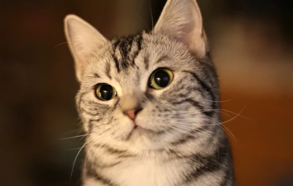 Картинка play, cat, cute