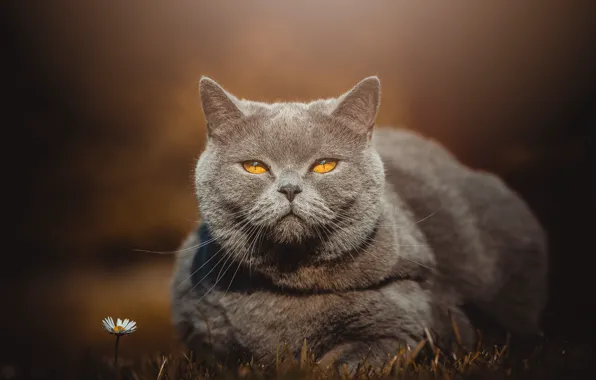Кошка, кот, взгляд, морда, серый, фон, отдых, портрет