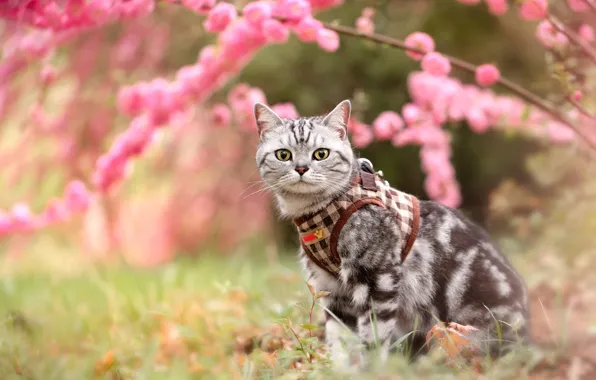 Кошка, кот, взгляд, цветы, поза, поляна, весна, сад