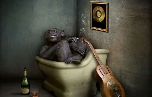 Картинка гитара, обезьяна, коньяк