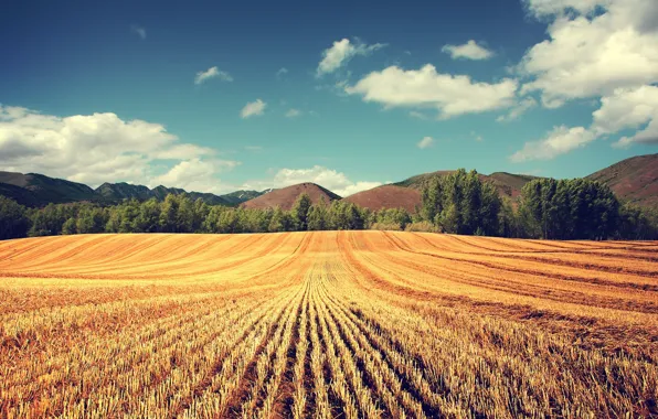 Картинка пшеница, поле, деревья, урожай, колосья