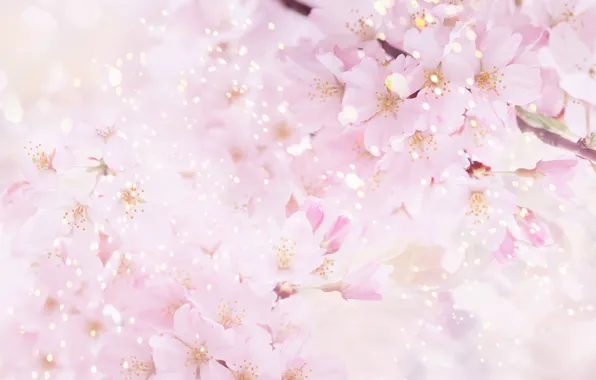 Цветы, природа, вишня, розовый, весна, лепестки, сакура, цветение