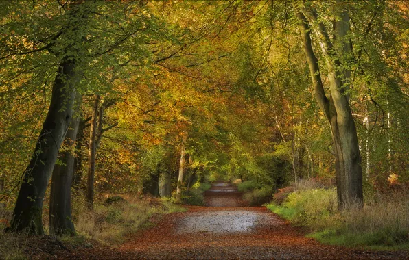Дорога, осень, лес, деревья, Англия, England, Wiltshire, Уилтшир