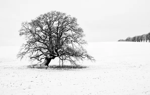Winter, snow, tree, branches, countryside, cloudy