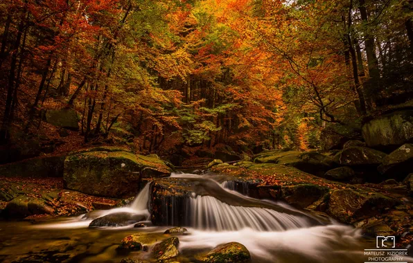 Картинка осень, лес, листья, вода, деревья, природа, река