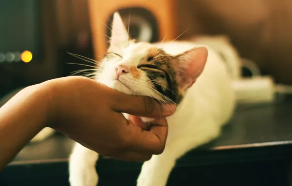 Кошка, кайф, гладят