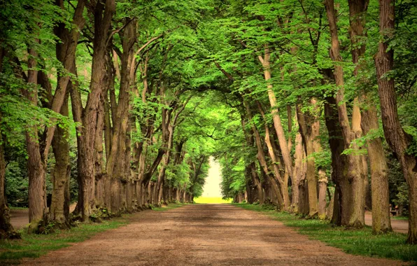 Картинка свет, деревья, природа, парк, аллея