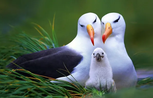 Картинка animals, birds, funny, wildlife, proud parents