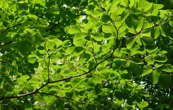 Лето, деревья, природа, ветви, текстура, зелёные листья, светло-зелёный фон