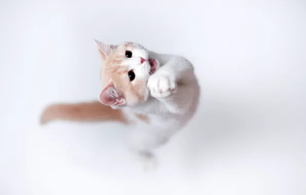 Картинка кошка, фон, torode