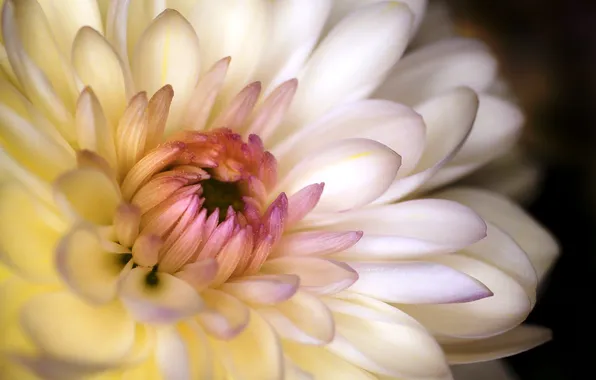 Картинка цветок, макро, лепестки, белая, хризантема