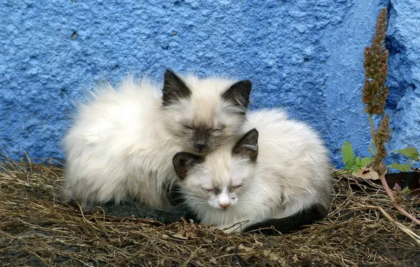 Кошки, фон, стена