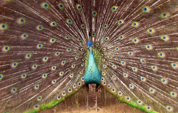 Картинка bird, Peacock, serlunar