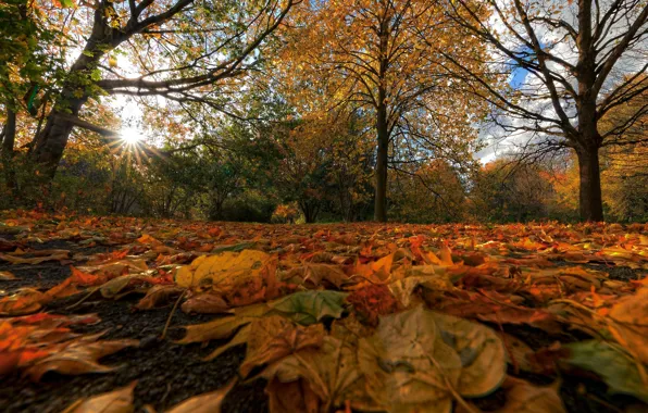 Картинка осень, деревья, парк, Германия, опавшие листья