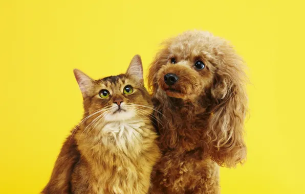 Кошка, кот, собака, пара, друзья, мордашки