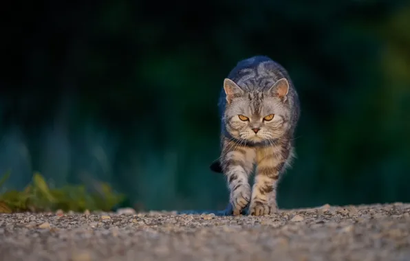 Кошка, кот, взгляд, морда, зеленый, галька, темный фон, камни