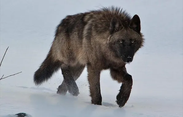 Картинка nature, snow, predator, face, animal, wolf, wildlife, portrait
