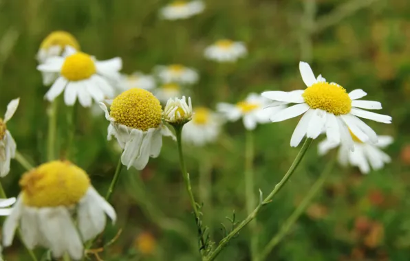 Цветы, фото, обои, ромашки, красота, flower, camomile, walpapper