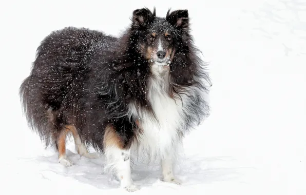 Взгляд, снег, друг, собака