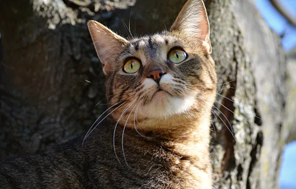 Картинка Дерево, Кошка, Tree, Cat