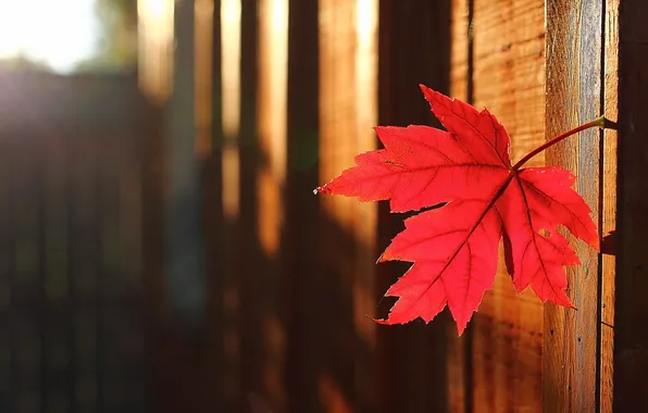 Осень, природа, лист