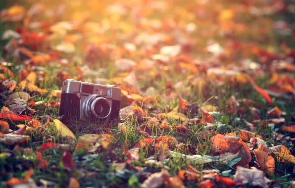 Картинка осень, трава, листья, солнце, макро, свет, тепло, обработка